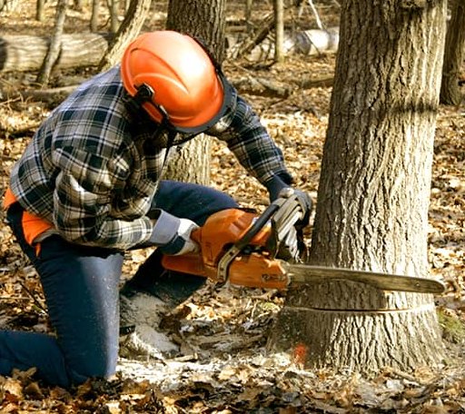 Tree Removal in Driggs, ID